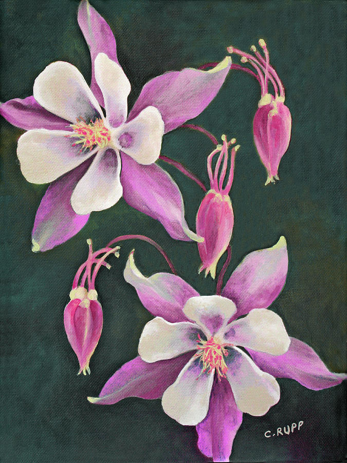 Flower Painting - Pink Columbine by Carol J Rupp
