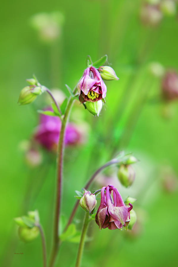 Pink Columbine Flowers Photograph by Christina Rollo