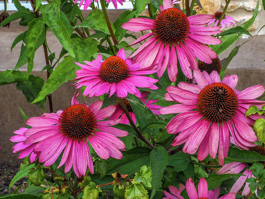 Pink Cone Flowers Photograph by James C Richardson