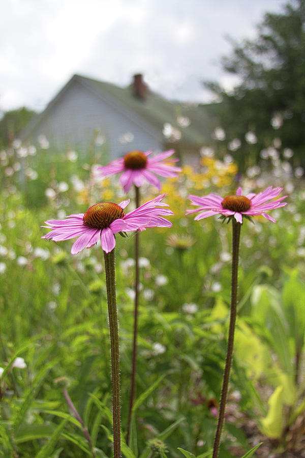 Pink Cone Flowers Near Home Photograph by Melinda Moore