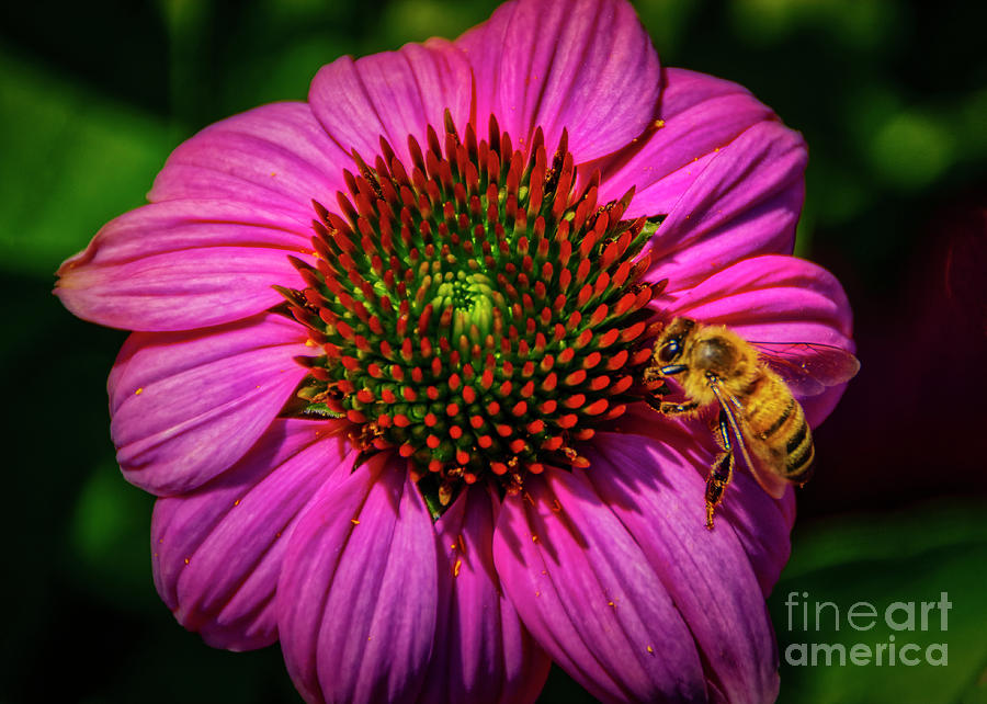 Summer Photograph - Pink Coneflower and a Bee by Janice Pariza