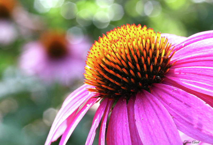 Purple Coneflower Close Up Photograph by Trina Ansel
