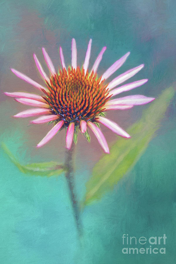 Pink Coneflower On Blue Photograph by Sharon McConnell
