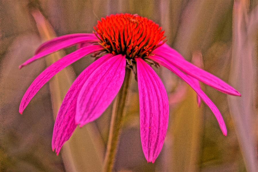 Pink Corn Flower PM Photograph by Daniel Thompson