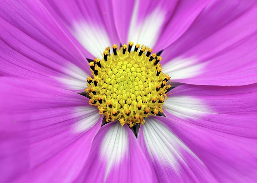 Pink Cosmea Flower With White Petals Bases And Yellow Stamens detail ...