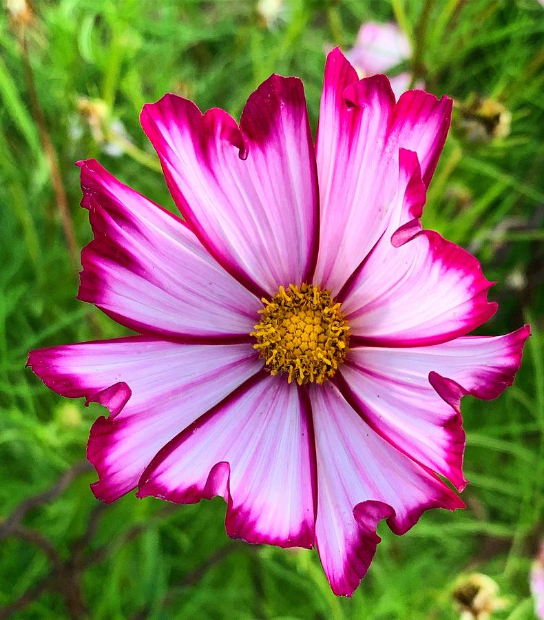 Pink Cosmo Photograph by Brian Eberly