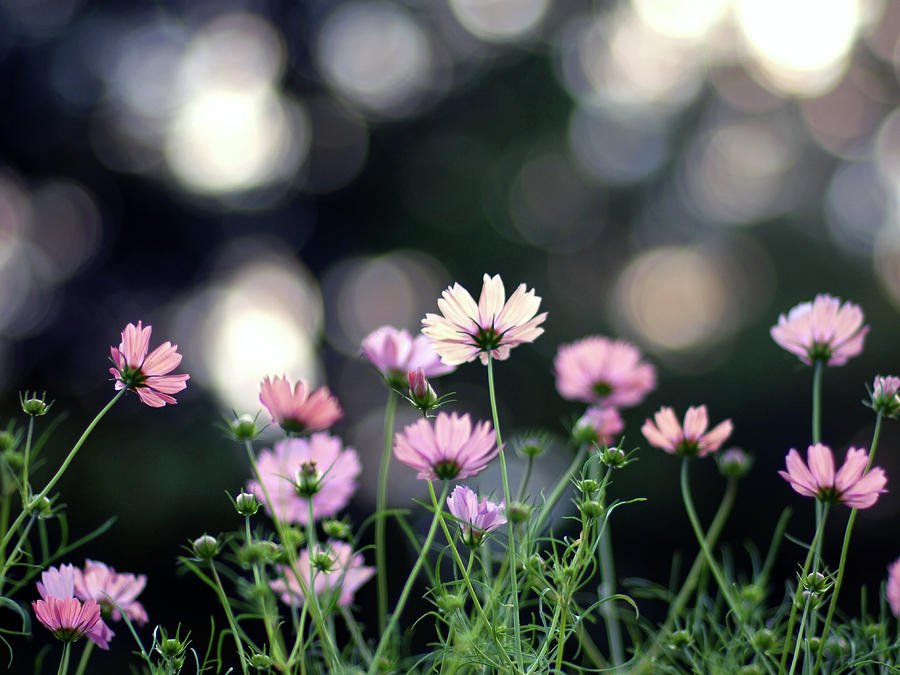 Pink Cosmos Flower Photograph by Marie Eve K.a.