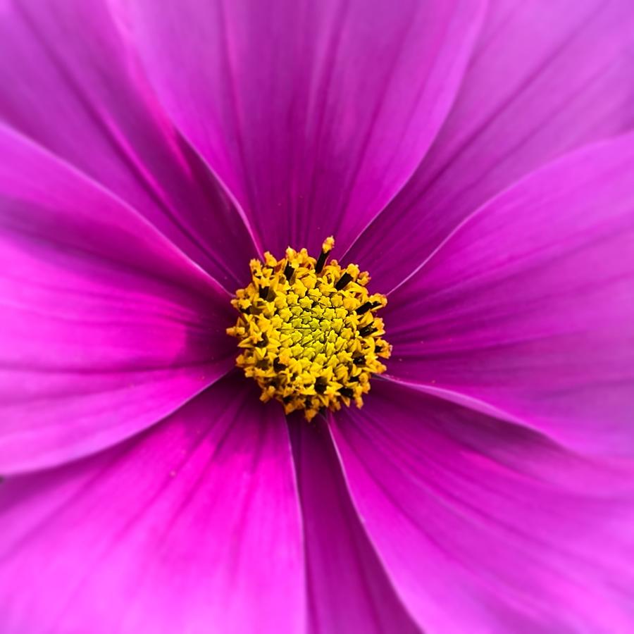 Pink cosmos flower Photograph by Seeables Visual Arts