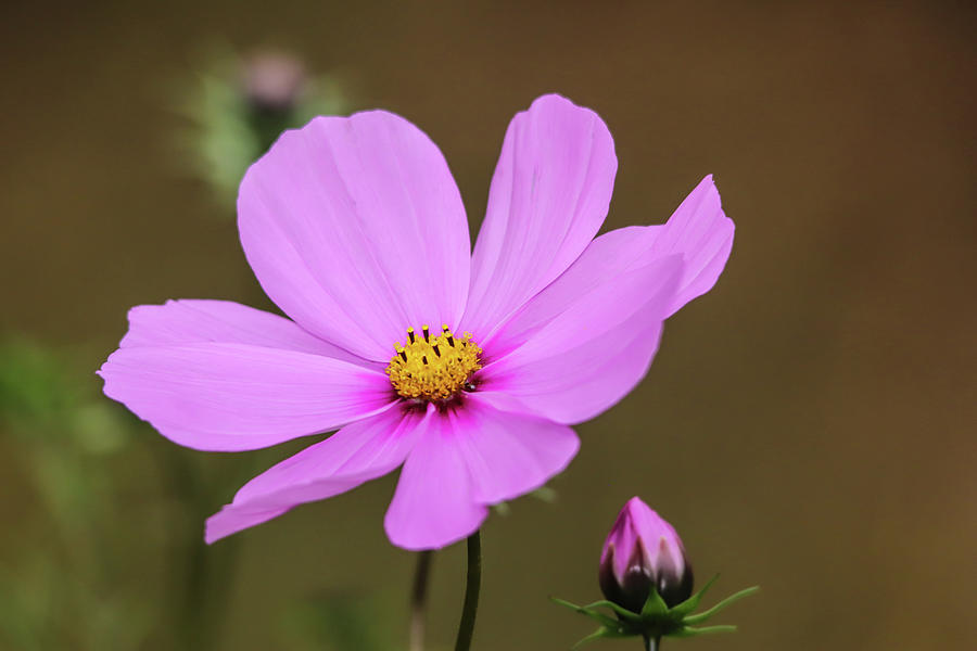 Pink Cosmos Flower With Bud Photograph