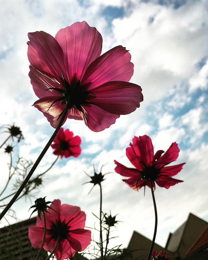Pink cosmos flowers Photograph by Seeables Visual Arts