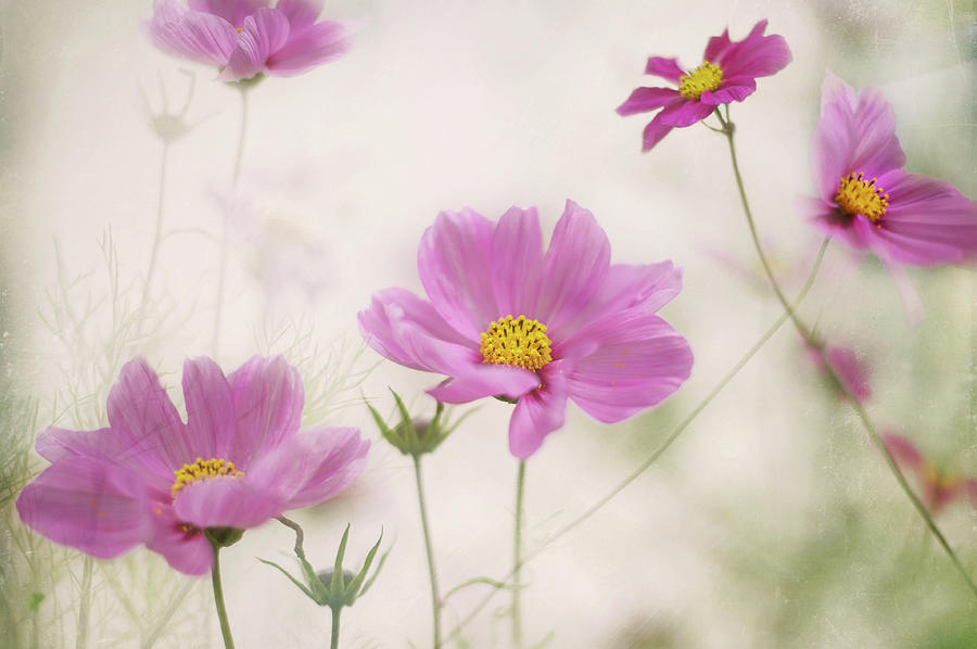 Pink Cosmos Flowers Photograph by Sharon Lapkin
