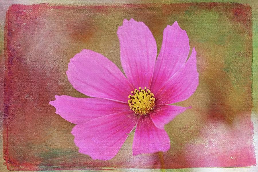 Pink Cosmos Photograph by Maria Angelica Maira