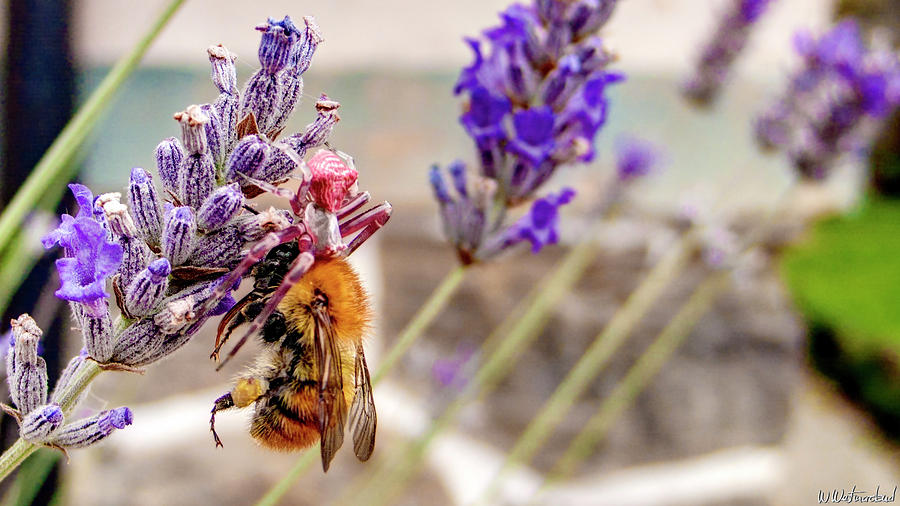 Pink Crab Spider Orange Bumblebee Violet Lavender No2 Photograph by Weston Westmoreland