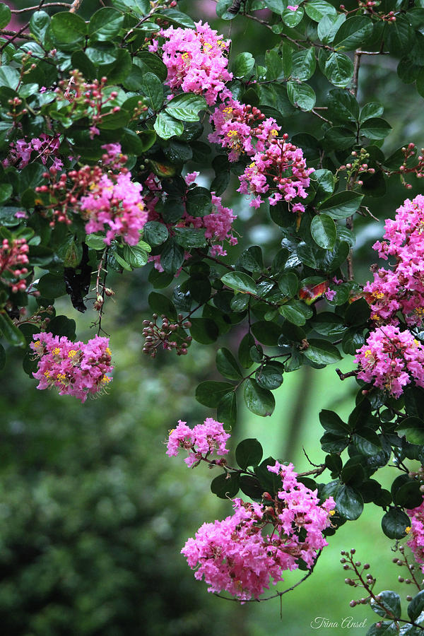 Pink Crape Myrtle Tree Photograph by Trina Ansel