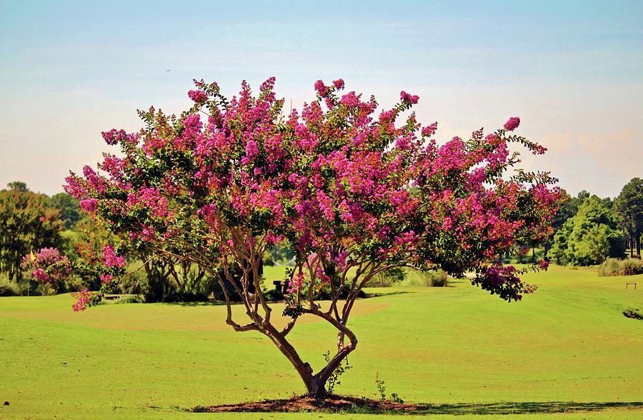 Pink Crepe Myrtle Photograph by Cynthia Guinn