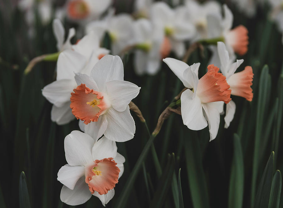 Pink Cup Daffodils by Keith Smith Pink Cup Daffodils by Keith Smith