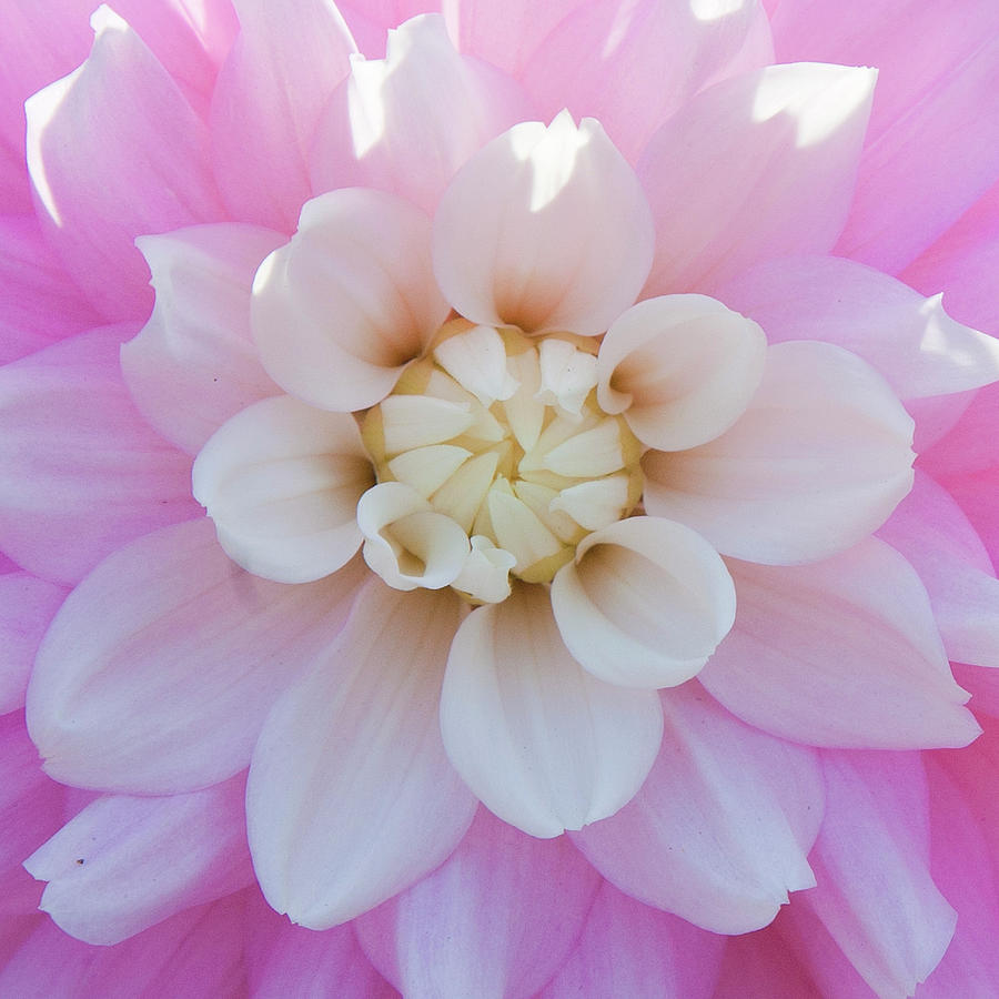 Pink Dahlia Photograph by Amber Cash