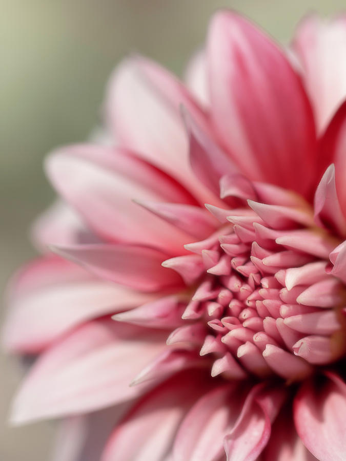 Pink Dahlia Center Focus By Tl Wilson Photography Photograph