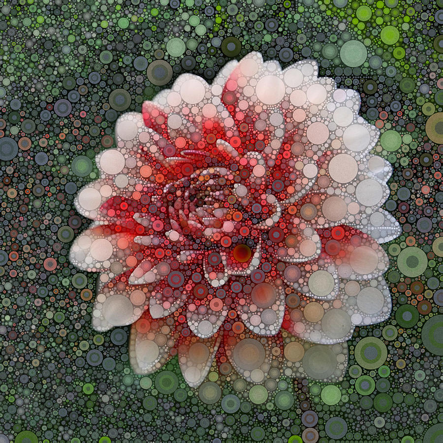 Pink Dahlia Digital Art by Daniel McPheeters