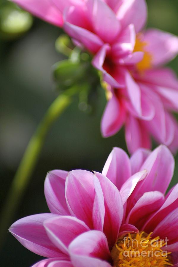 Nature Photograph - Pink Dahlia Flower 149 by Mrsroadrunner Photography