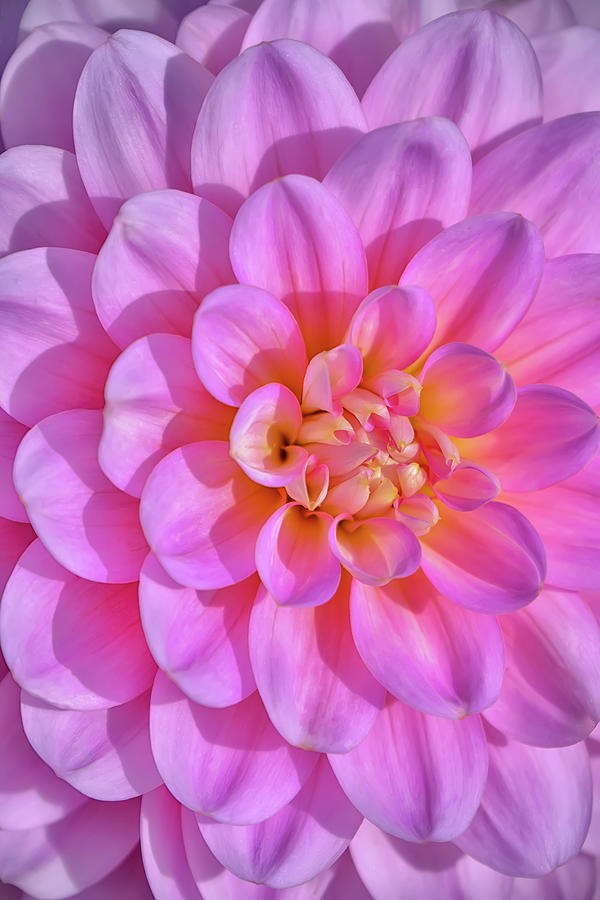 Nature Photograph - Pink Dahlia Flower by Cora Niele