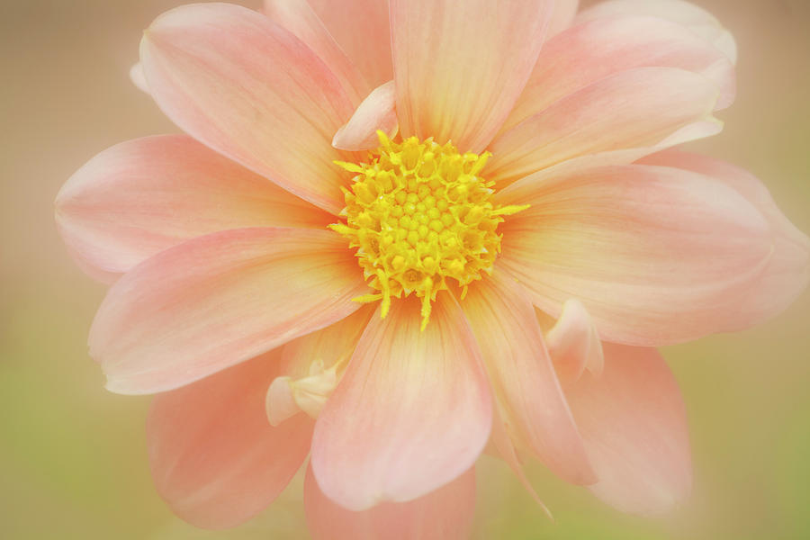 Pink Dahlia Flower Photograph by Kathleen Clemons