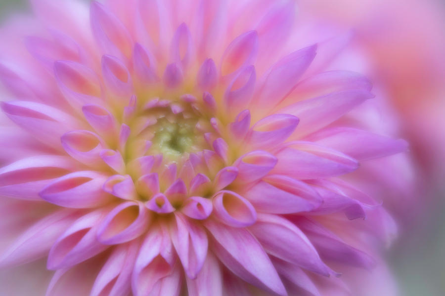 Pink Dahlia Photograph by Forest Floor Photography