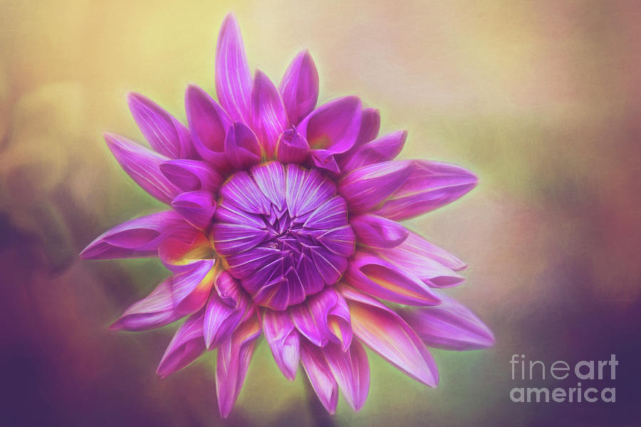 Pink Dahlia Glow Photograph by Sharon McConnell