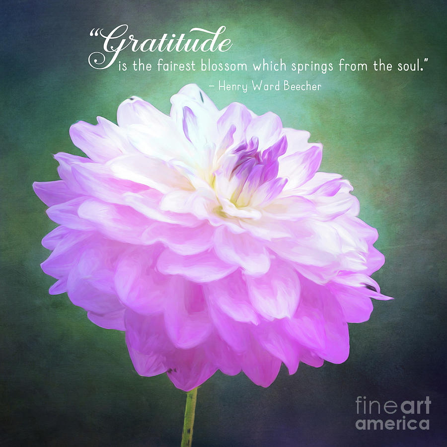 Pink Dahlia Gratitude Artwork Photograph