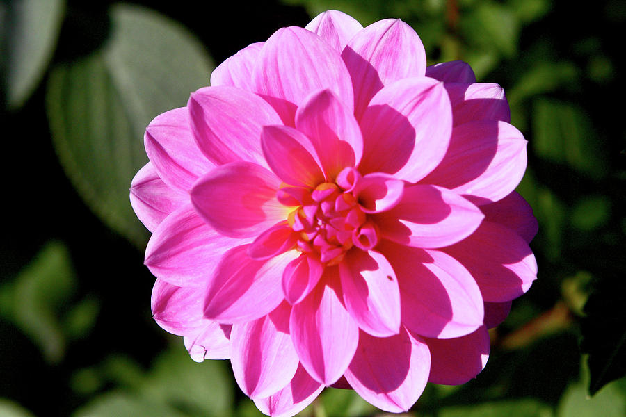 Pink Dahlia In Greenwich Park Photograph