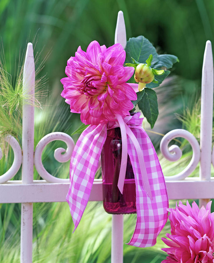 Pink Dahlia In Purple Glass Bottle With Checkered Band Photograph by Friedrich Strauss