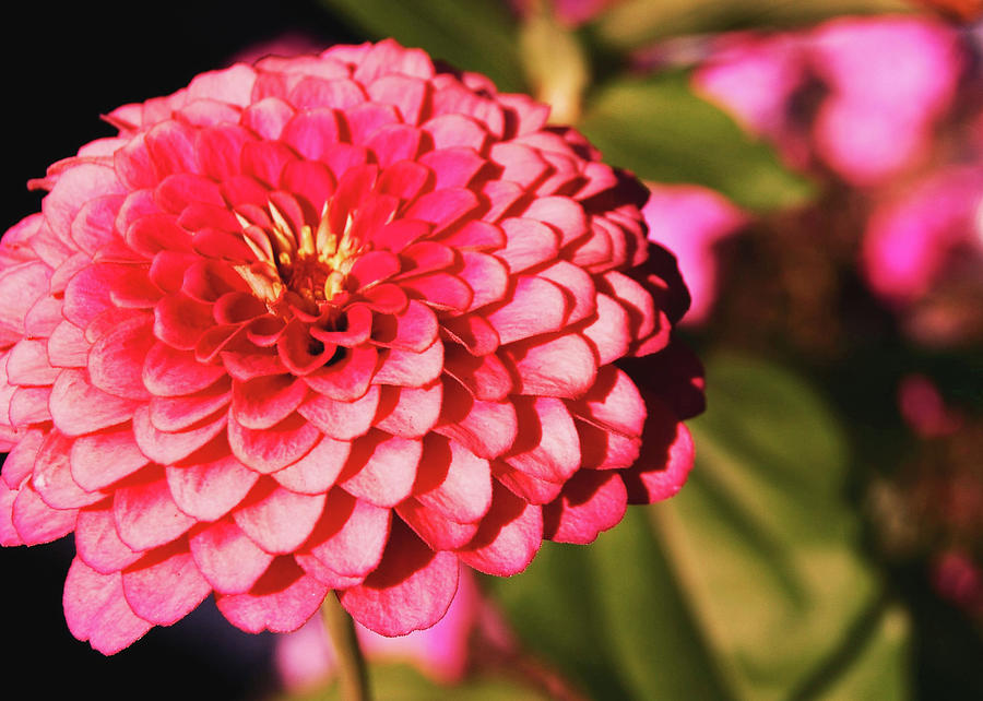 Pink Dahlia  Photograph by JAMART Photography