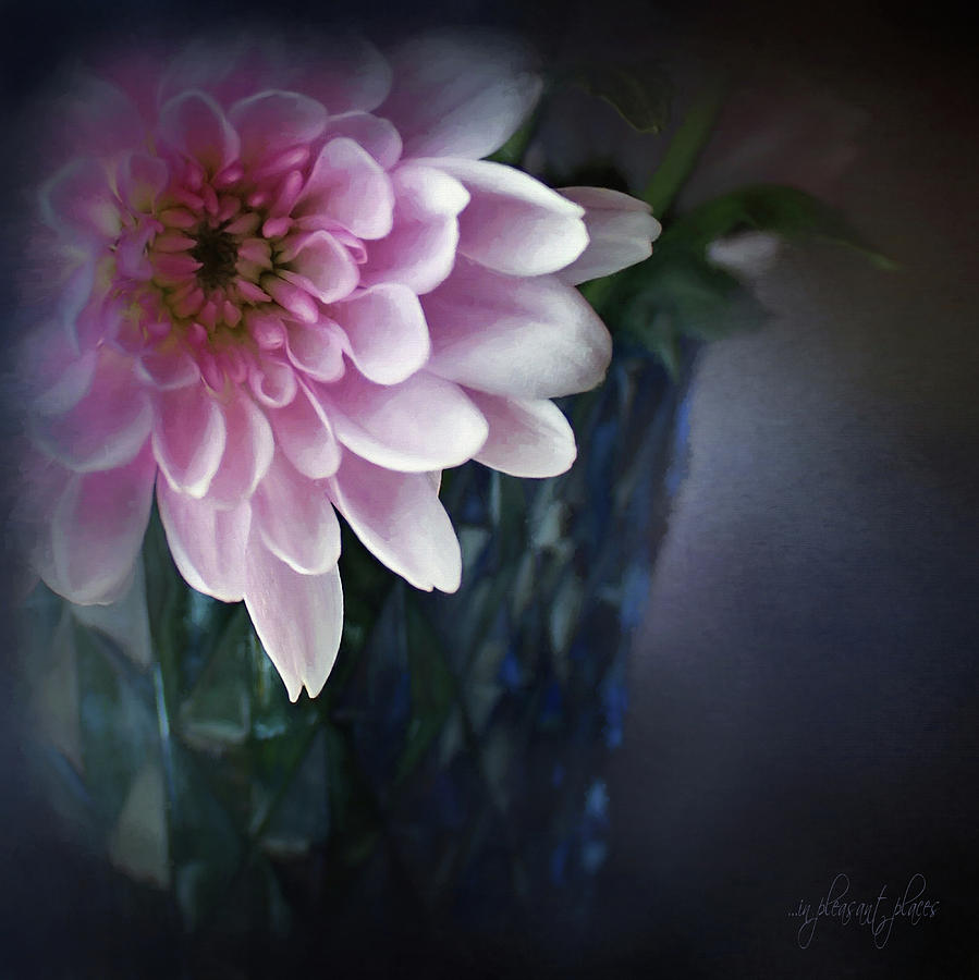 Pink Dahlia Digital Art by Joanna Kovalcsik