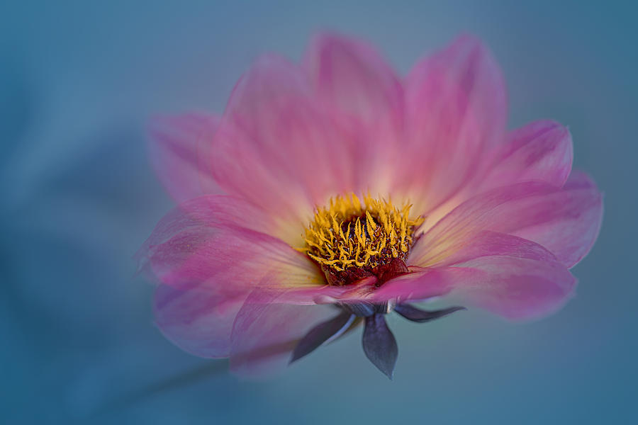 Pink Dahlia Photograph by Lydia Jacobs