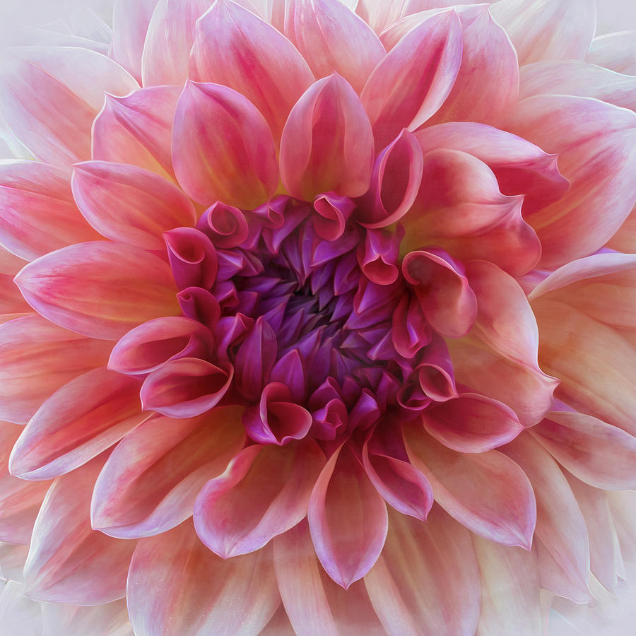 Pink Dahlia Oil Photograph by Catherine Avilez