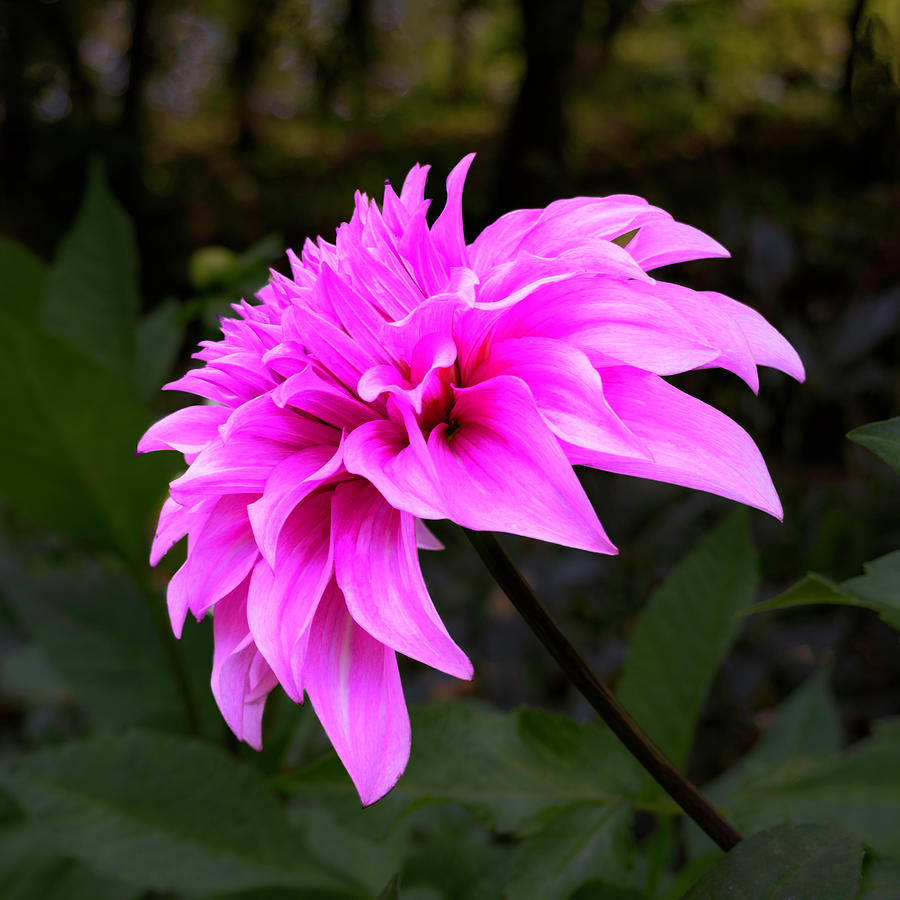 Flower Photograph - Pink Dahlia by Sandi Kroll