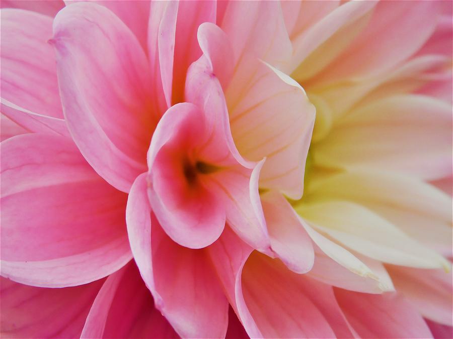 - Pink Dahlia Photograph by THERESA Nye