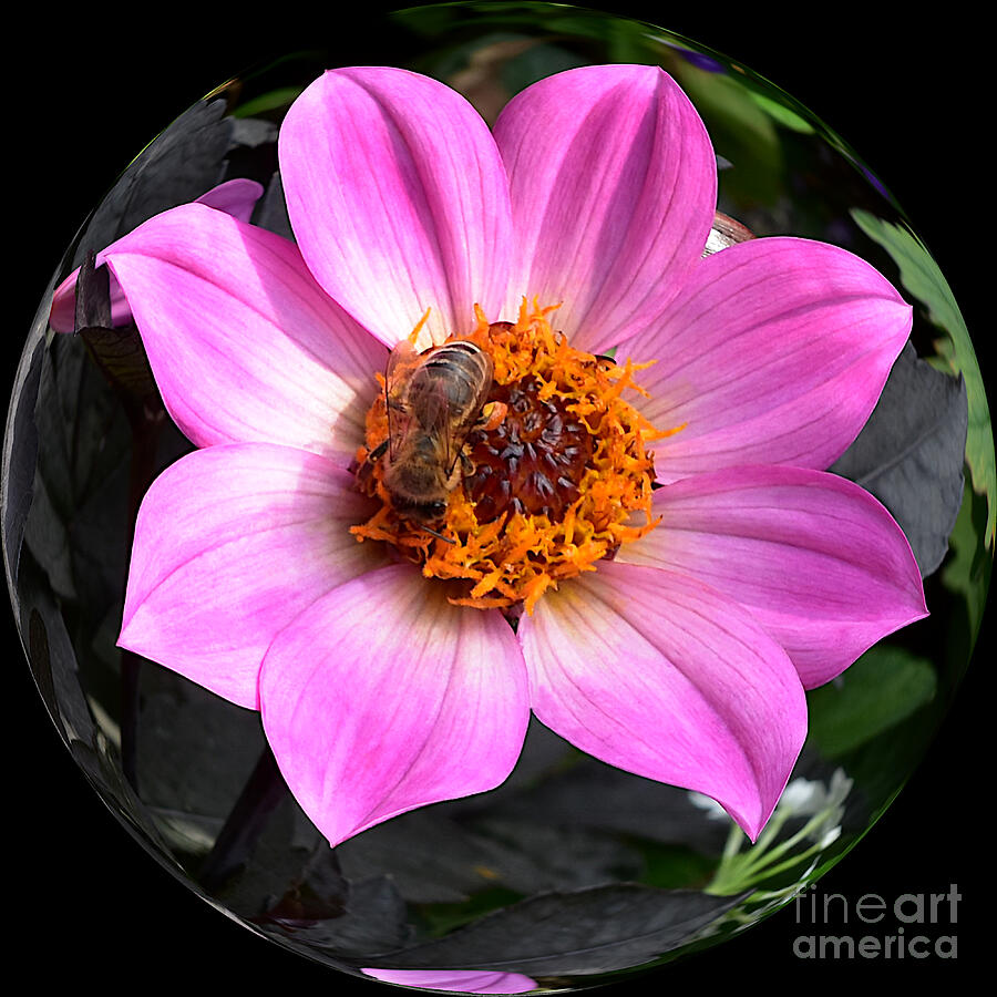 Pink Dahlia with Bee Photograph by Yvonne Johnstone