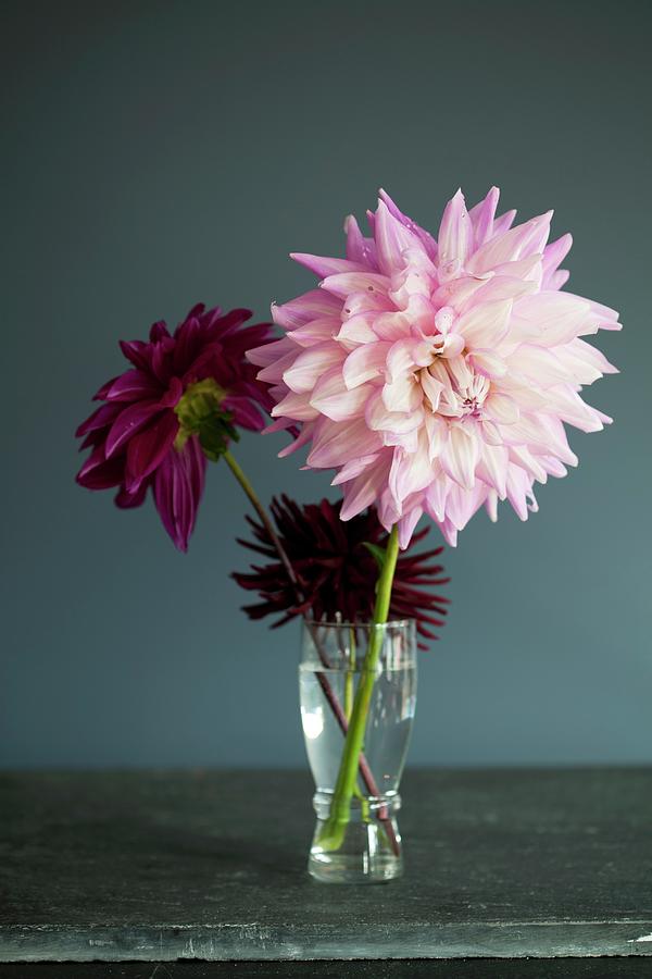 Pink Dahlias Photograph by Angie Norwood Browne Photography