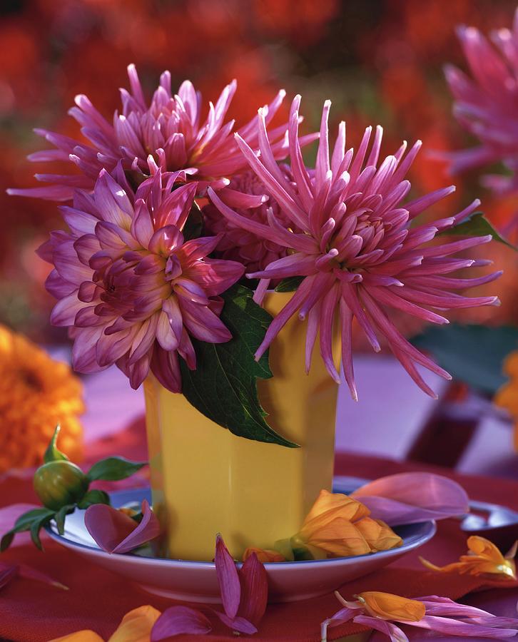 Pink Dahlias In Small Yellow Vase Photograph by Friedrich Strauss
