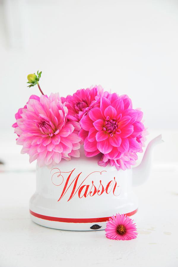 Pink Dahlias In Vintage Kettle Photograph by Syl Loves