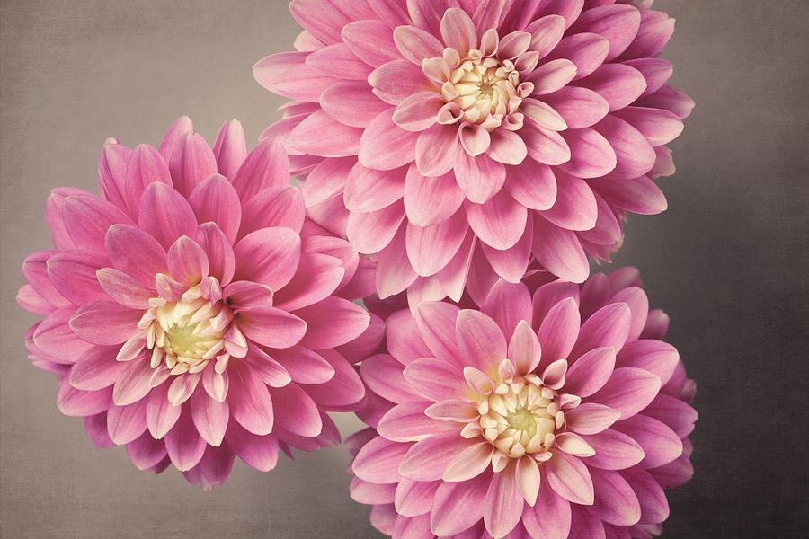 Pink Dahlias No. 51 by Allison Trentelman Pink Dahlias No. 51 by Allison Trentelman