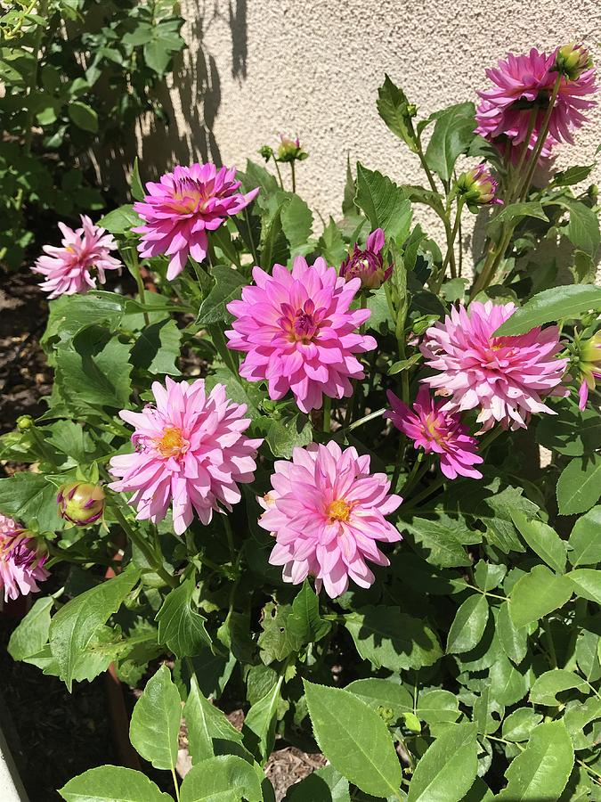 Pink Dahlias on a Sunny Afternoon Photograph by Cindy Bale Tanner