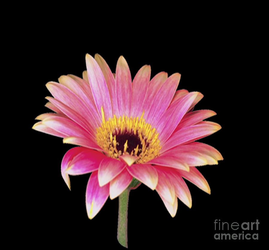 Pink Daisy Painting by Belinda Threeths - Fine Art America