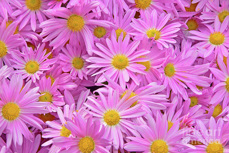 Pink Daisy Chrysanthemums 1 Photograph