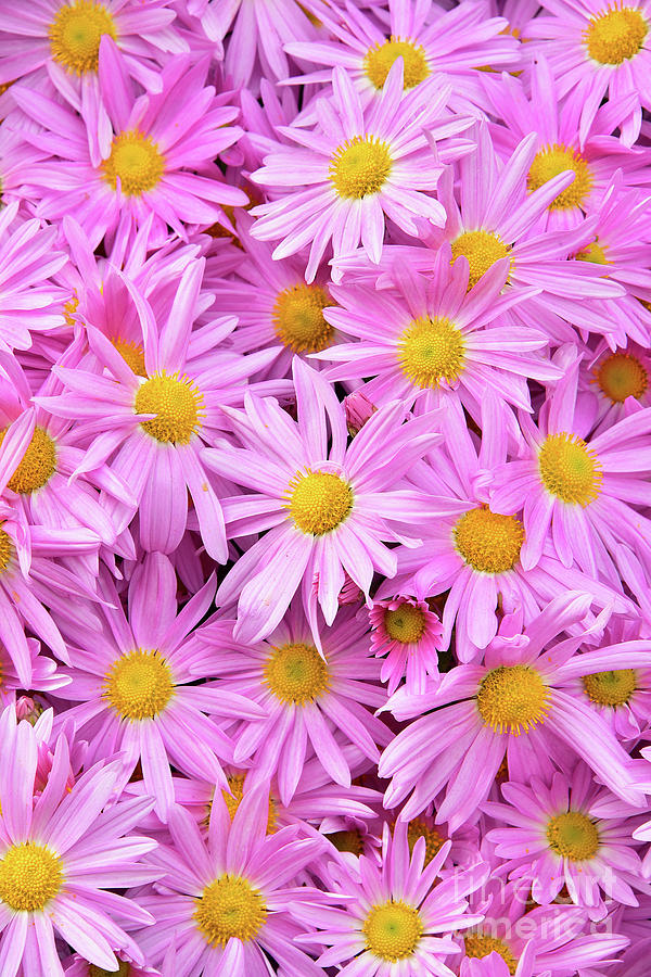 Pink Daisy Chrysanthemums 2 Photograph