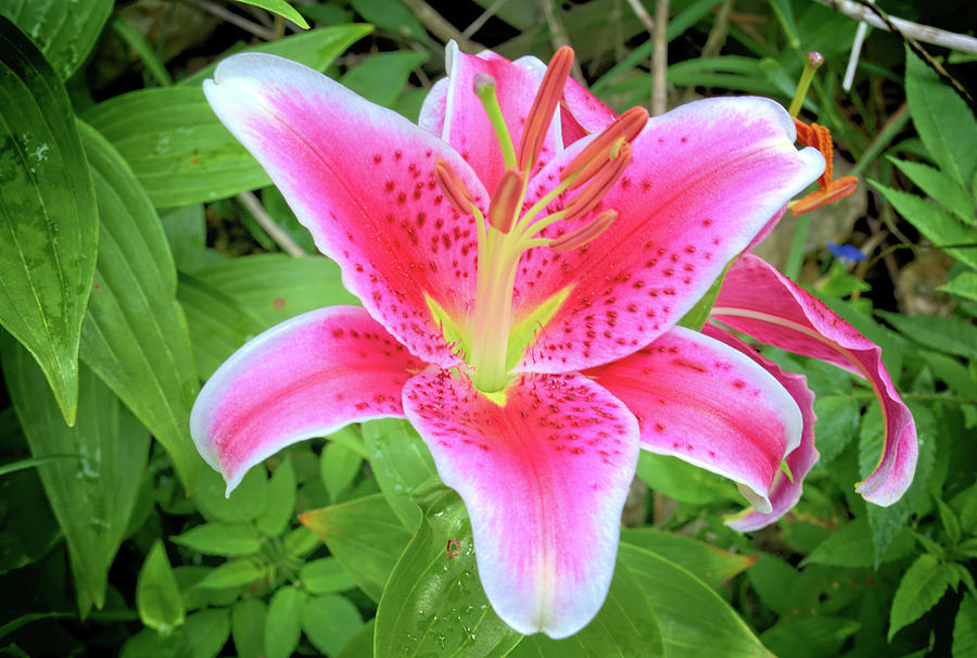 Pink Day Lilly Photograph by Bonfire Photography - Fine Art America