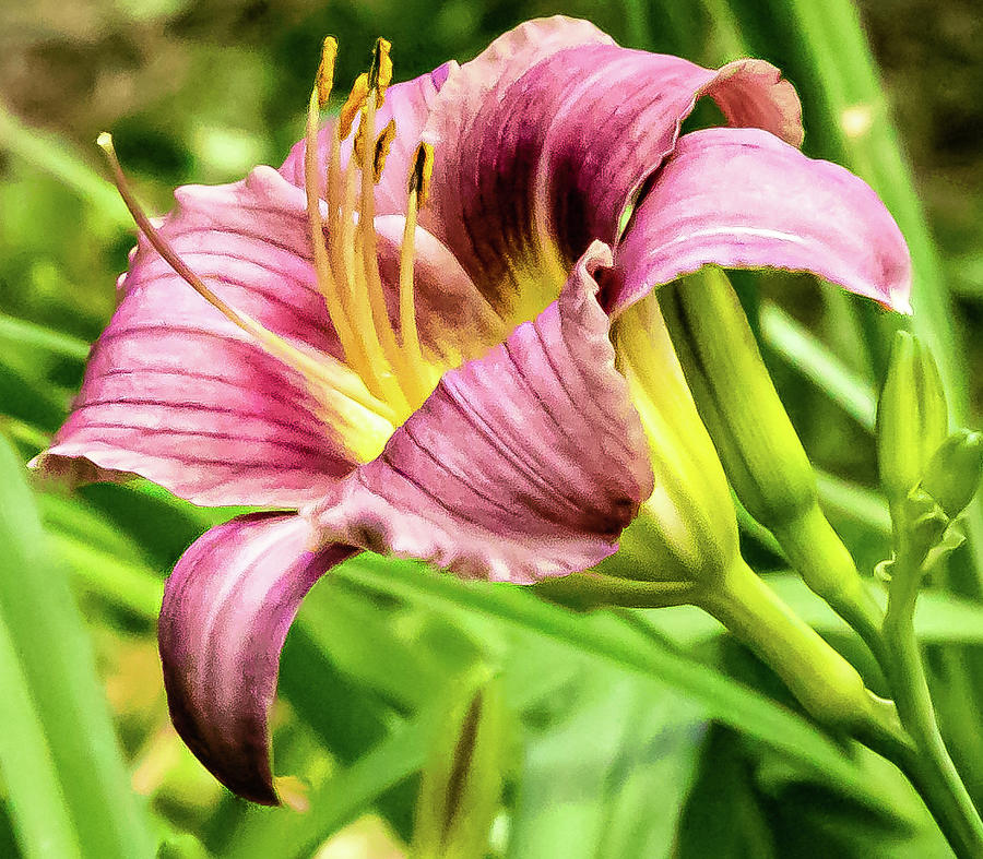 Pink Day Lily Digital Art by Ed Stines