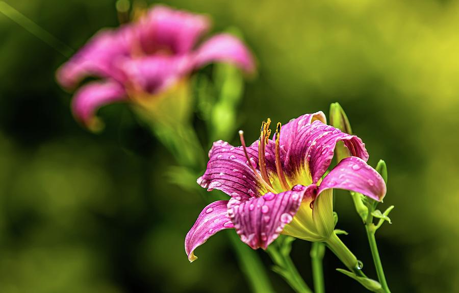 Pink Daylilies after the Rain Digital Art by Ed Stines