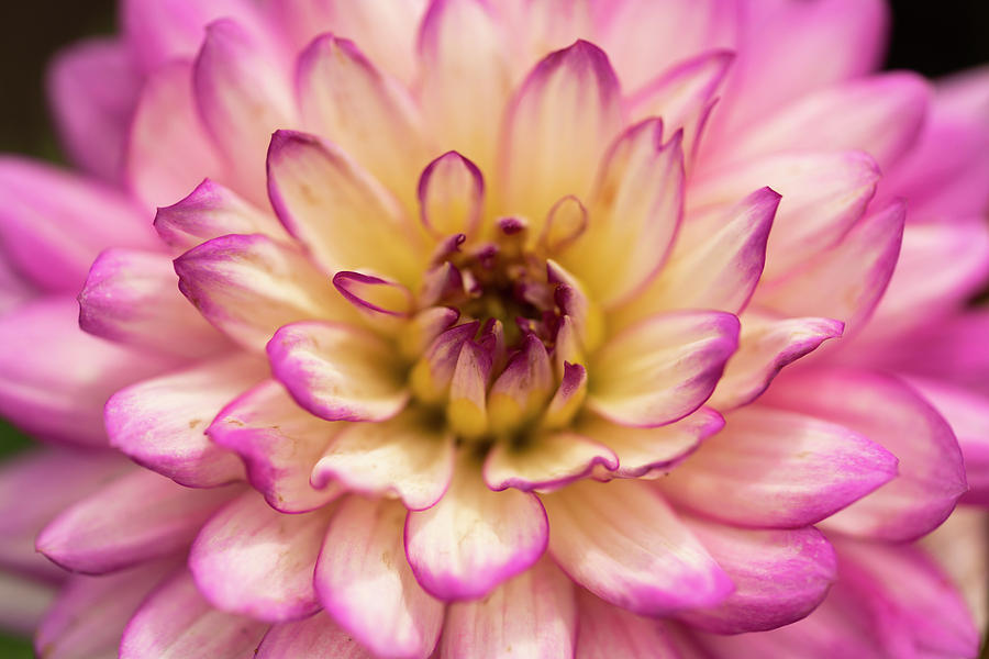 Pink Delight Photograph by Arthur Oleary